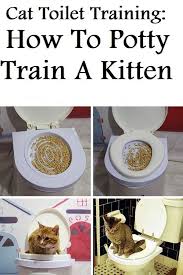 The rule of thumb is to have at least one more litter box than the number of cats in the household (2 cats = at least 3 litter boxes). How Are Cats Potty Trained Www Magnetoenergy It