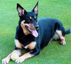 Black And Tan Kelpie Lab Mix Looks Like My Dog Harry With Images Australian Dog Breeds Australian Kelpie Dog Australian Kelpie