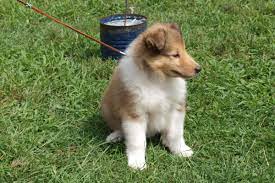 Wisconsin collies is located in northern wi. Rough Collie Puppies For Sale Collie Puppies For Sale Collie Puppies Rough Collie