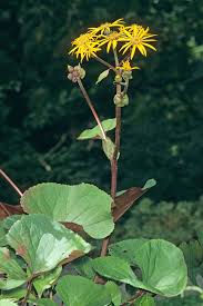 Image result for Gutenbergia polycephala