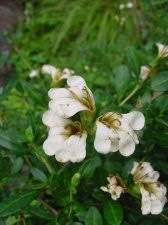 Image result for Sclerochiton