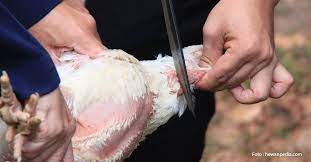 Lppom Mui Lembaga Pengkajian Pangan Obat Obatan Dan Kosmetika Majelis Ulama Indonesia