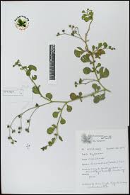 Image result for Corbichonia decumbens