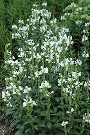 Miss Manners Obedient Plant Physostegia Virginiana Miss Manners At The Growing Place Obedient Plant Plants Trees To Plant