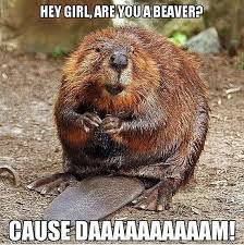 No I Am A Woodchuck I Would Chuck All Over You If You Used A Cheesy Pick Up Line Like That North American Beaver Beaver Animal Planet