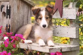 You're just three steps away from a lush lawn. Dog Urine Grass Repair Neutralise Dog Wee On New Turf Buckley Lawn