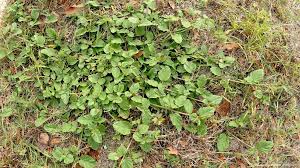 Image result for Boerhavia coccinea