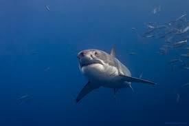 Tiger sharks grow to become some of the largest sharks in the world. How Fast Can Sharks Swim Sharks Speed