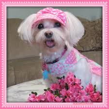 Paws a Minute with Maisie