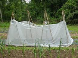 Please don't eat them like op's picture! Grow Beans In This Year S Garden Finegardening