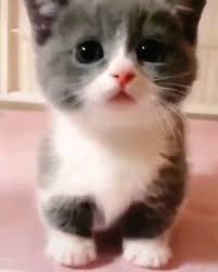 Home » tentang kucing » 22 wallpaper kucing untuk android terbaru 2021. Video Cute Cat Bayi Kucing Kucing Bayi Anak Kucing Lucu