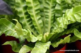 Image result for Asplenium aethiopicum