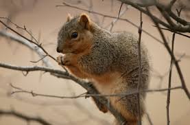 Image result for squirrel