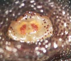 Image result for cuterebriasis in dogs