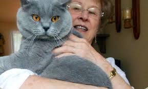 Our Breeding Cats | Champion British ...