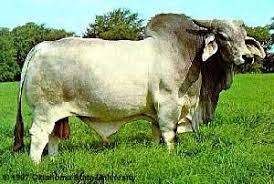 16 Common Cattle Breeds Cattle Animals Breeds
