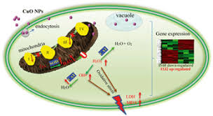Cells with particularly heavy energy demands, such as muscle cells, have more mitochondria than other cells. Interaction Of Cuo Nanoparticles With Plant Cells Internalization Oxidative Stress Electron Transport Chain Disruption And Toxicogenomic Responses Environmental Science Nano Rsc Publishing
