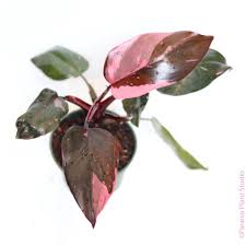 Image result for Filodendron Philodendron