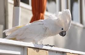 Top 150 Best Names For White Birds Petpress