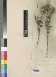 Image result for Pleiotaxis argentea