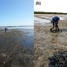 Image result for Zostera capensis