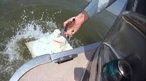 bay fishing rehoboth bay indian river inlet youtube