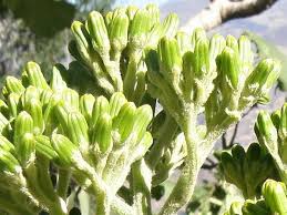 Image result for Solanecio