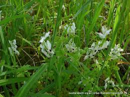 The removal and treatment of blanketweed. Whiteflower Fumitory Urban Bushland Council Wa