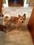 Sesame Red Shiba Inu