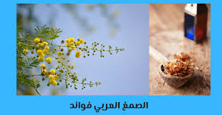 الصمغ العربي فوائد واضراره للسيدات شرح مفصل 2021 برو سايتي in 2021 plants
