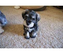 Most of our toy schnauzer puppies weigh between 8 to 12 pounds and most of our small minis are 12 or more and weigh between 13 to 18 pounds life threatening condition at time of sale. Miniature Schnauzer Puppies For Sale In Texas Miniature Schnauzer Puppy For Sale In Houston Tx Toy Dog Breeds Schnauzer Puppy Miniature Schnauzer Puppies
