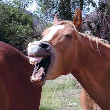 images?q=tbn:ANd9GcQyvO7poSrIzHUkrwVCt8K