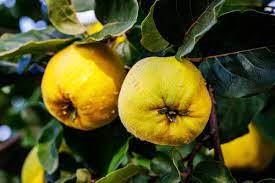 We did not find results for: Pineapple Quince Tree Specialty Fruits Ison S Nursery Vineyard