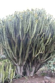 Image result for Euphorbia candelabrum