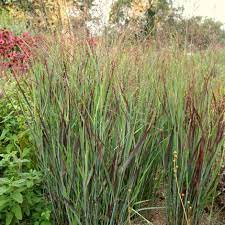 Maybe you would like to learn more about one of these? Buy Switch Grass Panicum Virgatum Shenandoah 17 99 Delivery By Crocus
