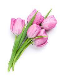 Meilleur De Tulip Flower Information In Tamil Spot And Stripe