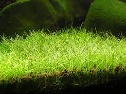 Aquascape merupakan sebuah seni ataupun hobby menanam dan mengatur berbagai tanaman dan juga berbagai aksesoris pendukung di dalam aquarium. 3 Cara Menanam Hairgrass Untuk Aquascape Ilmubudidaya Com