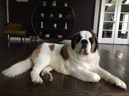 We did not find results for: The 46 Best Dog Groomers In Greater Cleveland According To Yelp For 2019 Cleveland Com