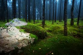 Moss Forest Bergen Norway Norway Nature Norway Forest Norway