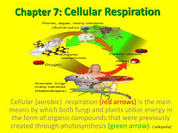 Occurs in plants, algae, some protists, and some bacteria. Ppt Chapter 7 Cellular Respiration Powerpoint Presentation Free Download Id 2736190