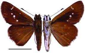 Image result for Setaria poiretiana