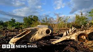 'O gado está morrendo de sede e fome': o impacto devastador do El Niño no Corredor Seco da América Central