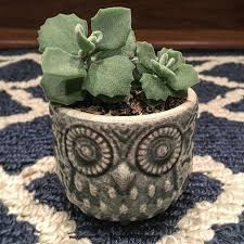 This Kalanchoe Millotii Has Got To Be One Of The Slowest Growers Ever But Look At How Cute My Owl Looks With A Nice Head Of Millot Growers Frugal Mom Cute