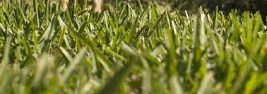 Fertilizer Schedule For St Augustine Grass Ehow Grass Care St Augustine Grass St Augustine Grass Care