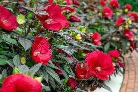 Image result for Hibiscus