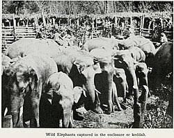 Khedda - Wikipedia
