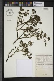 Image result for Viscum shirense