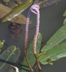 It seldom flowers, but instead Flowers Of Sri Lanka On Twitter Aponogeton Crispus Aponogetonaceae Aquatic Herb Frm Sri Lanka S India From Lakes And Ponds Submerged Leaves Linear With Wavy Edge Https T Co Jmkjo82smb