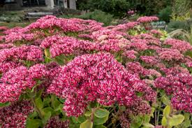 Image result for Sedum ruwenzoriense