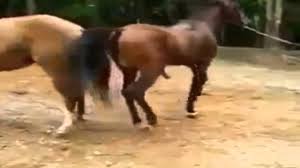 Namun ada juga mempelai yang memilih mas kawin berupa makanan. Kuda Kawin Youtube